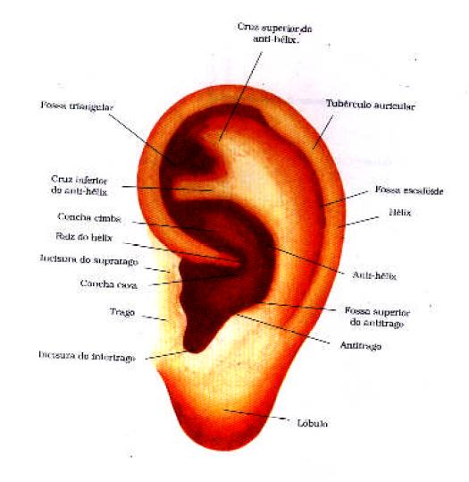 Acupuntura auricular